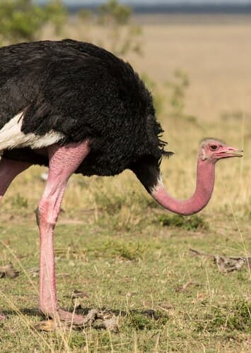 Ostrich