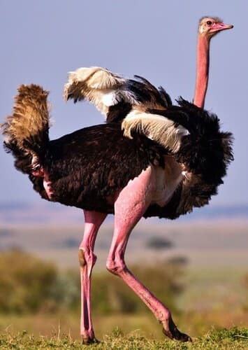 Ostrich