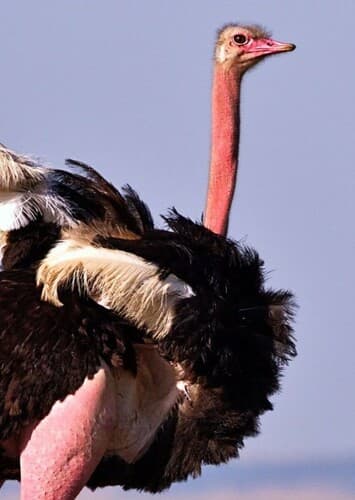Ostrich