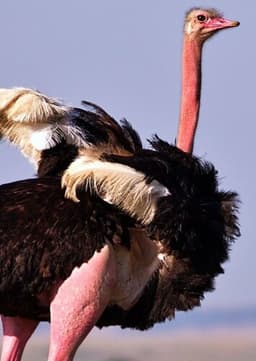 Ostrich