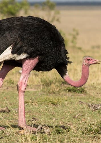 Ostrich