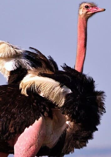 Ostrich