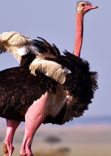 Ostrich