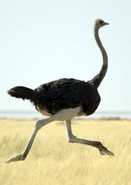 Ostrich