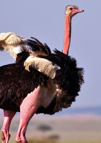 Ostrich
