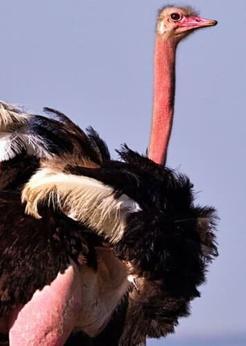 Ostrich