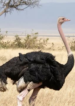 Ostrich