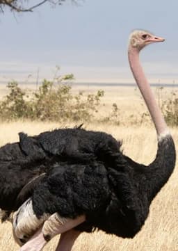 Ostrich