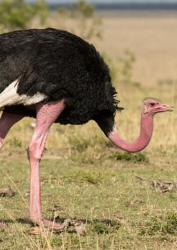 Ostrich