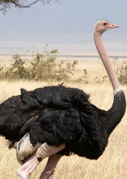 Ostrich