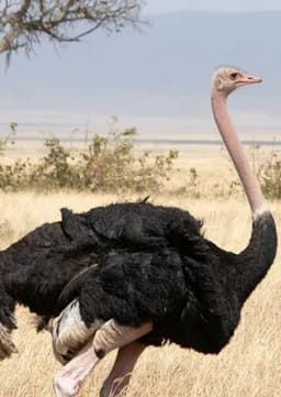 Ostrich