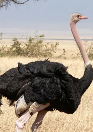 Ostrich