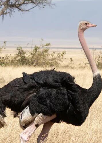 Ostrich