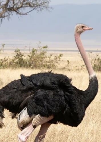 Ostrich