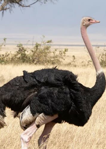 Ostrich