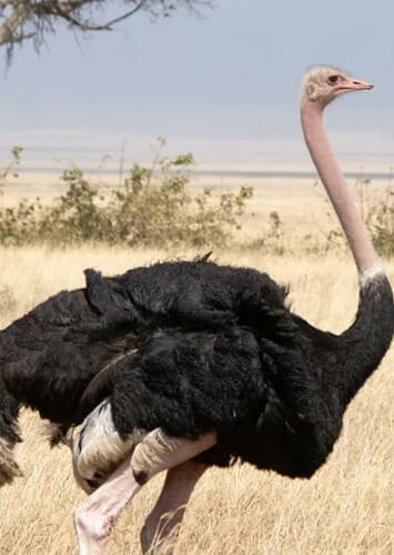 Ostrich