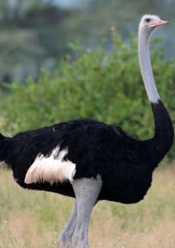 Ostrich