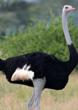 Ostrich