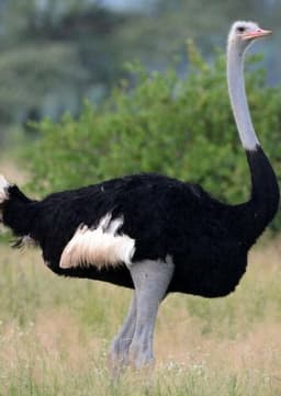 Ostrich