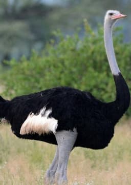 Ostrich