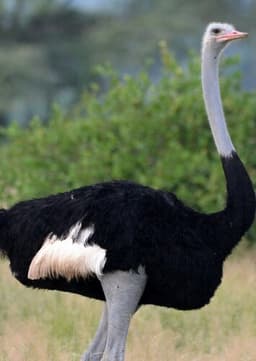 Ostrich