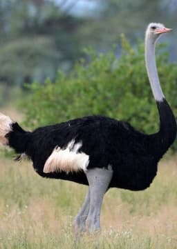 Ostrich