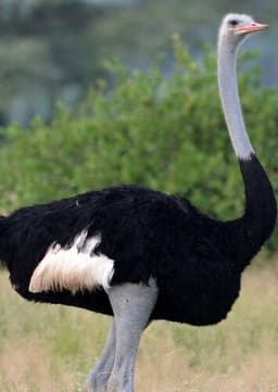 Ostrich