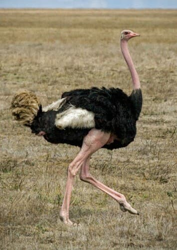 Ostrich