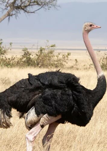Ostrich