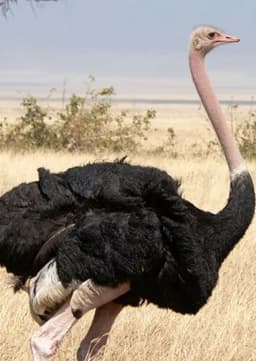 Ostrich