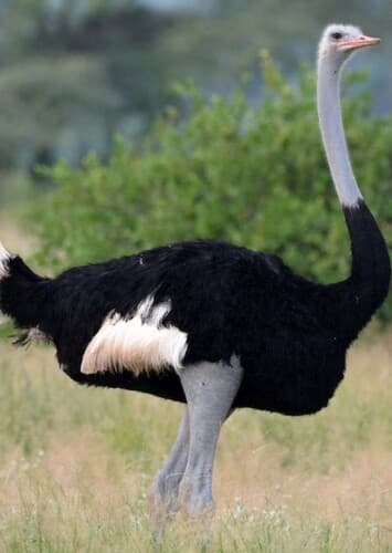 Ostrich