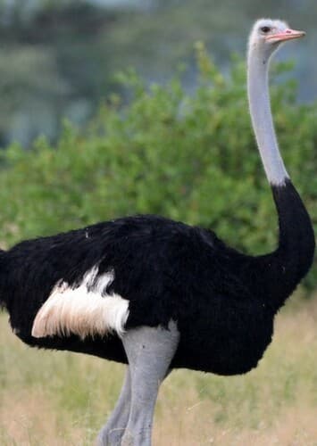 Ostrich