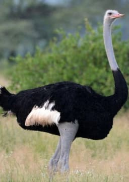 Ostrich