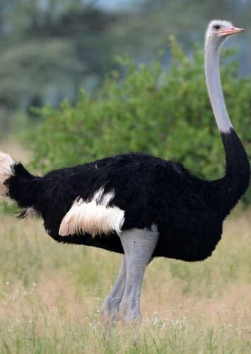 Ostrich