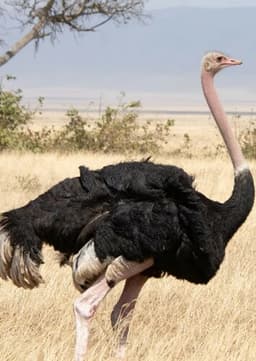 Ostrich