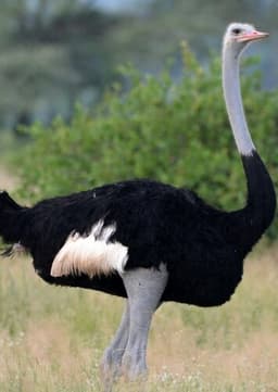 Ostrich