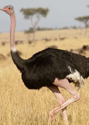 Ostrich