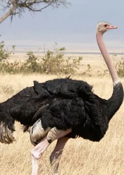 Ostrich