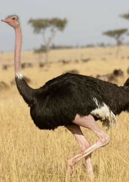 Ostrich