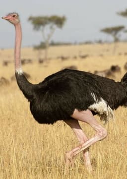 Ostrich