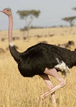 Ostrich