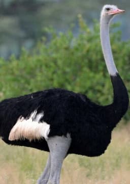 Ostrich