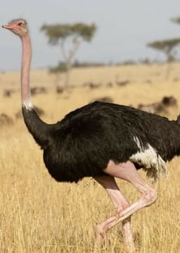 Ostrich