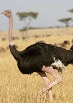 Ostrich