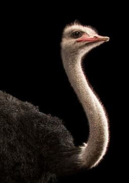 Ostrich