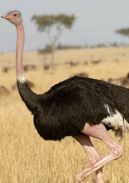 Ostrich