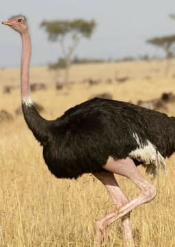 Ostrich