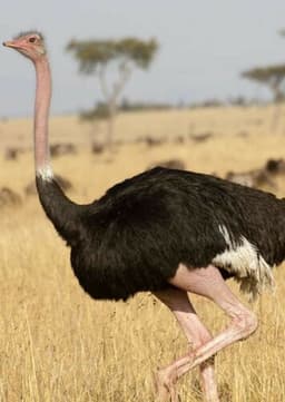 Ostrich