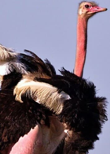 Ostrich