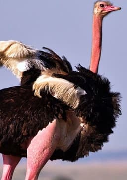 Ostrich